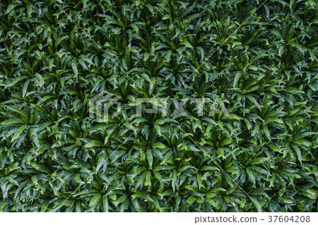 Asplenium nidus is background. 37604208