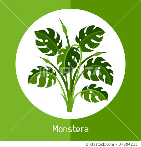 Monstera. Illustration of exotic tropical plant or 37604213