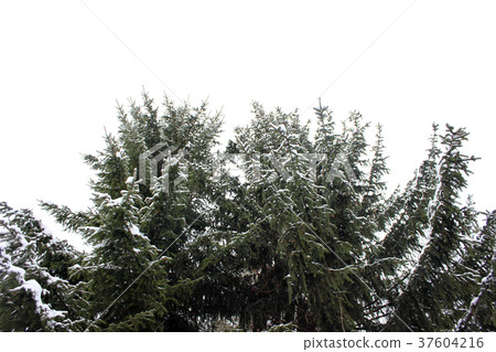 Pine trees against the white sky in winter forest 37604216