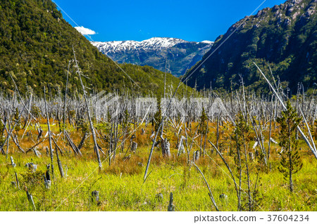 Dead forest in Patagonia 37604234