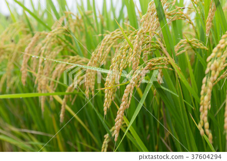 Rice field Rainfall (September) 37604294