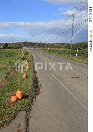 北海道千歲南瓜路 37604514