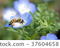 A bee 37604658