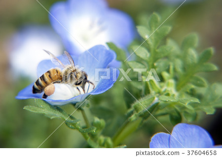 A bee 37604658