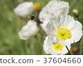 A bear and a flower 37604660