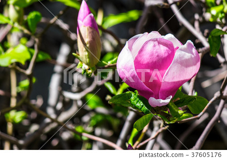 magnolia flowers on a blury background 37605176