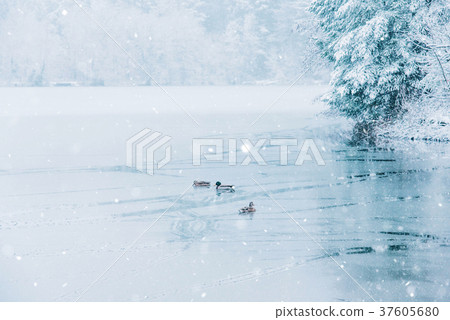 Winter landscape of ducks and a half frozen lake. 37605680