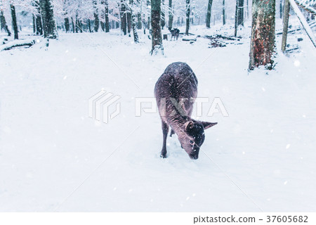 Winter wildlife landscape with young deer. 37605682