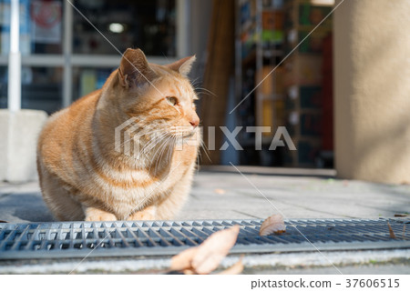 Cat playing in the sun Cat playing in the sun 37606515