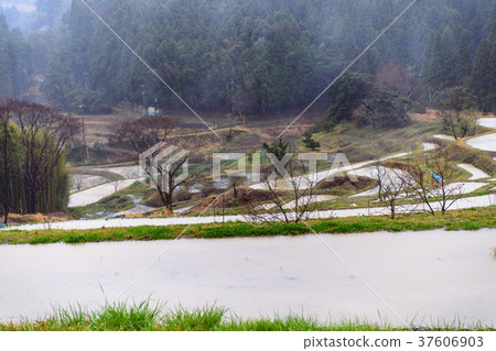 Oyama Senmaida在春天與雪舞 37606903