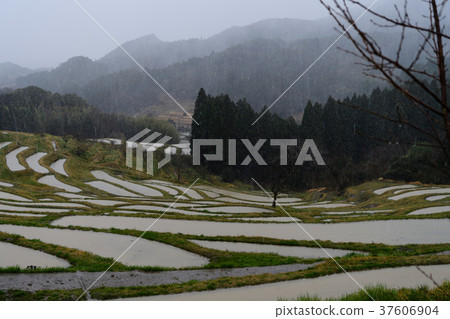 Oyama Senmaida in the spring with a snow dance 37606904