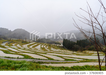 Oyama Senmaida在春天與雪舞 37606905