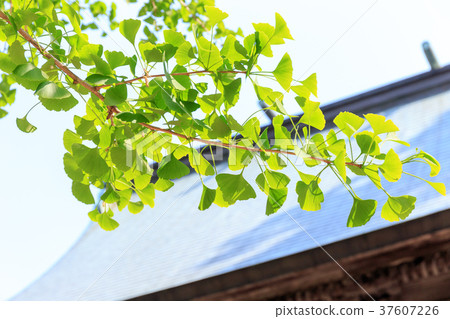 Image material Fresh green season Spring trees 37607226