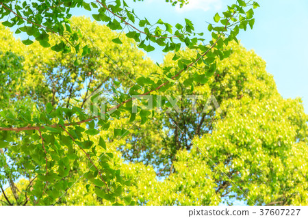 Image material Fresh green season Spring trees 37607227