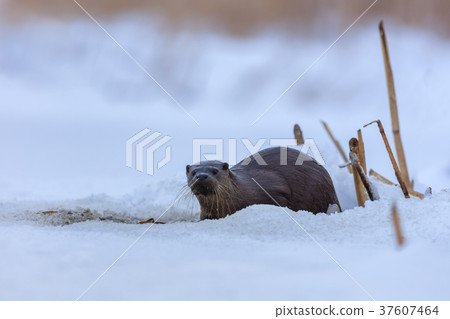 european otter (lutra lutra) european otter (lutra lutra) 37607464