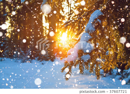 winter landscape with the forest and sunset 37607721