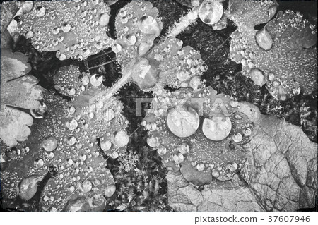 Black and White water drops 37607946