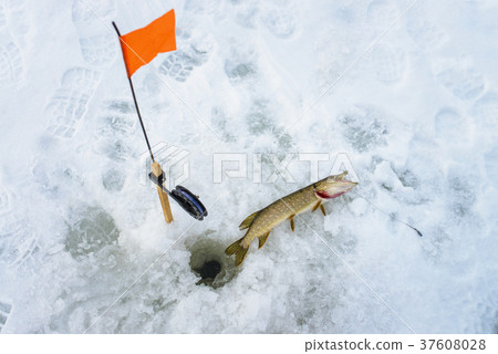 Just caught pike by tip-up tackle , snow winter Just caught pike by tip-up tackle , snow winter 37608028
