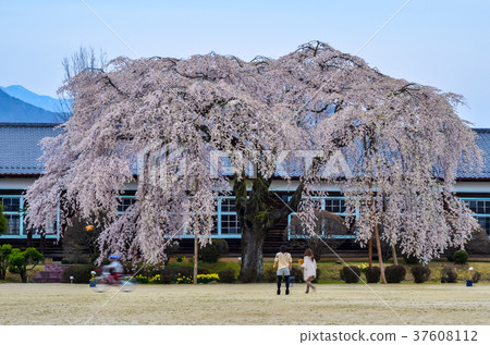 長野縣飯田市E原學校Shinshu Odori Sakura的風景 37608112