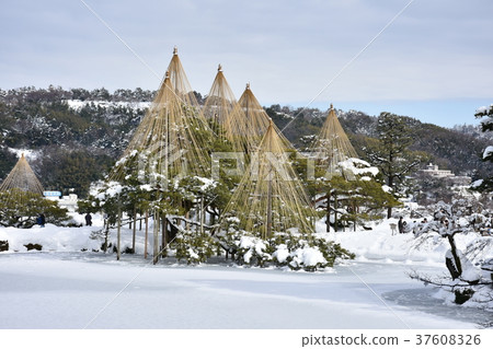 Special scenic spot Kenrokuen Garden Agate and snow scene of the hanging snow 37608326