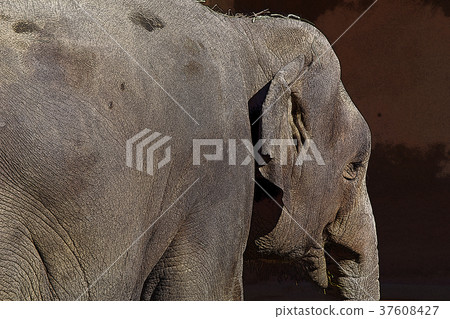 Asian elephant 37608427