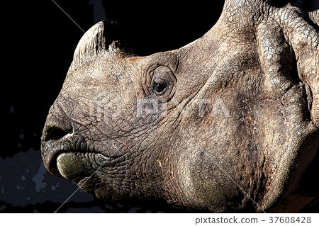 Rhino Rhino 37608428