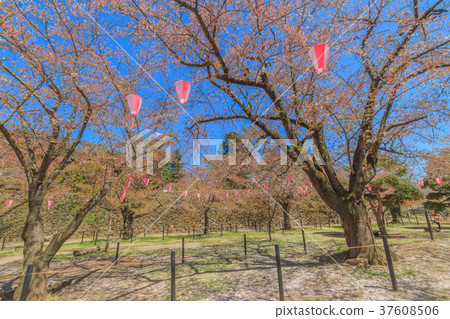 Spring nostalgic landscape 37608506