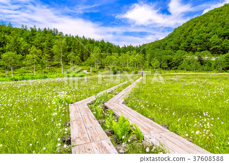 開花的夏天濕地 開花的夏天濕地 37608588