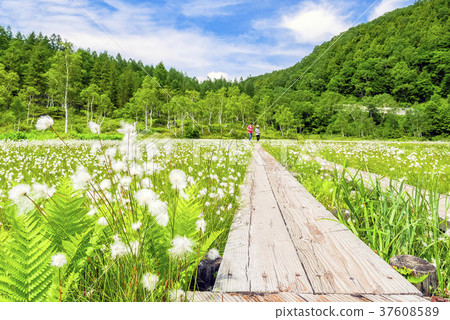 Flowering Tanohara wetlands 37608589