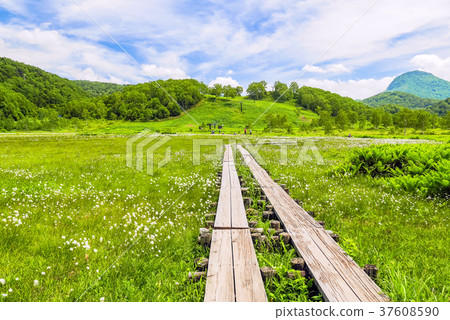 志賀高原Tanohara濕地在夏天 37608590