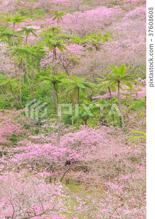 Sakura Yaedake Samu Sakura 37608608