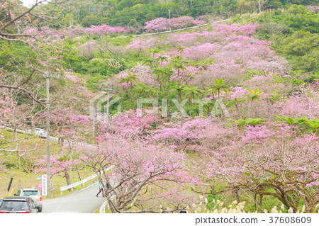 Sakura Yaedake Samu Sakura 37608609