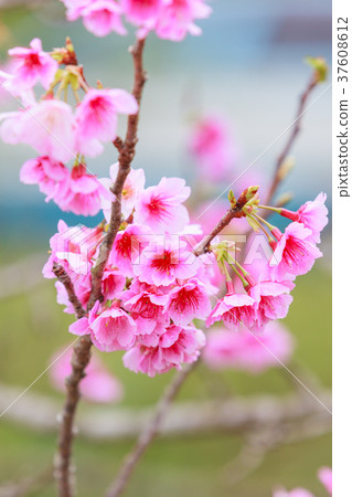 Yaedake Motobu Town Cherry blossoms 37608612