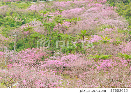 Fern plant Yaedake Motobu Town Cherry blossoms 37608613