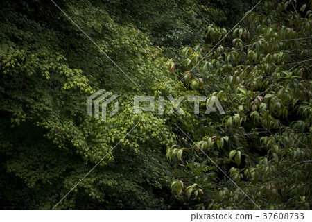 Harima's rich nature 37608733