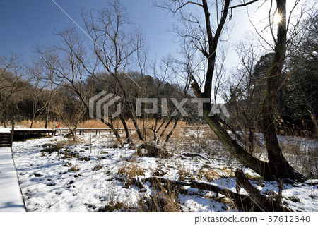 Koamishiro森林,下雪的早晨 Koamishiro森林,下雪的早晨 37612340