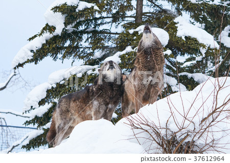 Howling of Shinlin Wolf Howling of Shinlin Wolf 37612964