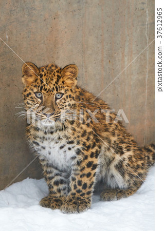 Amur leopard child Amur leopard child 37612965