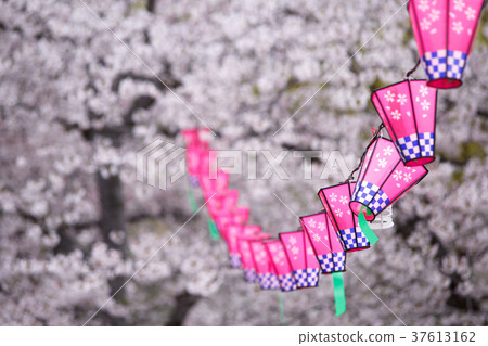 櫻花和燈籠 櫻花和燈籠 37613162