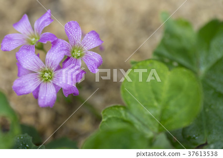 Murasaki Kabaki Murasaki Kabaki 37613538