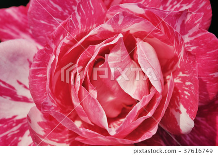 Roses, roses, flowers 37616749