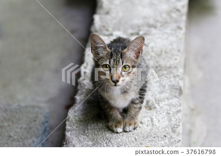 Kitty Cat Kitty Cat 37616798