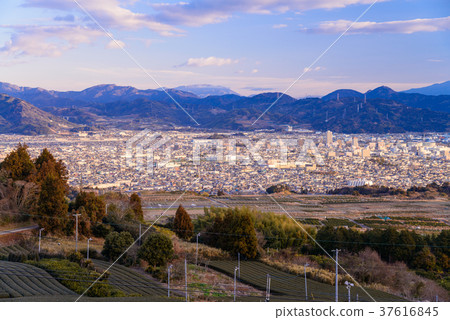 [靜岡]清水港和富士山越過茶園 37616845