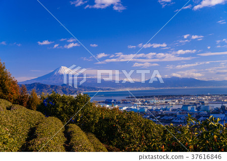 [Shizuoka] Shimizu Port and Mt. Fuji over the tea plantation 37616846