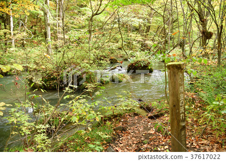秋天的Oirase山間溪流“流動的錢”和一根桿子 37617022