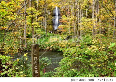 Fall Oirase mountain stream Yellow leaf "Shirafu no Taki Falls" and a pole Fall Oirase mountain stream Yellow leaf "Shirafu no Taki Falls" and a pole 37617035