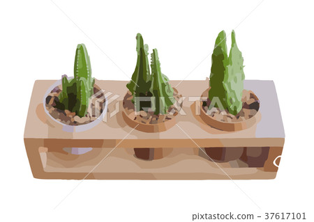 Cactus in a flower pot 37617101