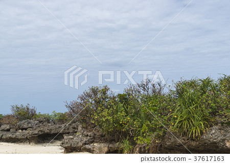 Coastal scenery of Kawahira tabagar (Ishigaki island) Coastal scenery of Kawahira tabagar (Ishigaki island) 37617163