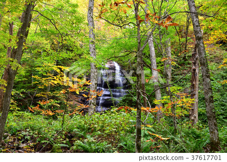 Fall of Oirase mountain stream yellow leaf "nine-stage waterfall" 37617701