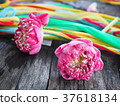 Petal Pink Lotus For Pray 37618134